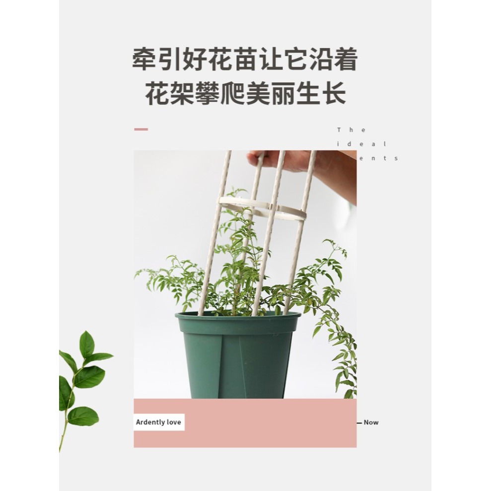 爬藤植物支架白色鐵藝花架室內綠植攀爬支柱月季鐵線蓮陽臺支撐桿-細節圖7