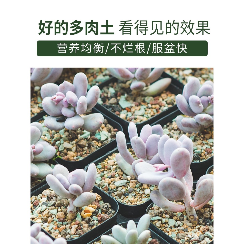 多肉營養土純顆粒土鋪面石彩虹石透氣專用進口泥炭葉插小苗種植土-細節圖2