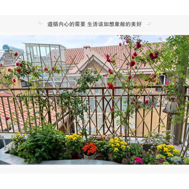 戶外庭院碳化紫竹柵欄月季植物爬藤竹子花園竹竿陽臺伸縮竹條籬笆-細節圖7