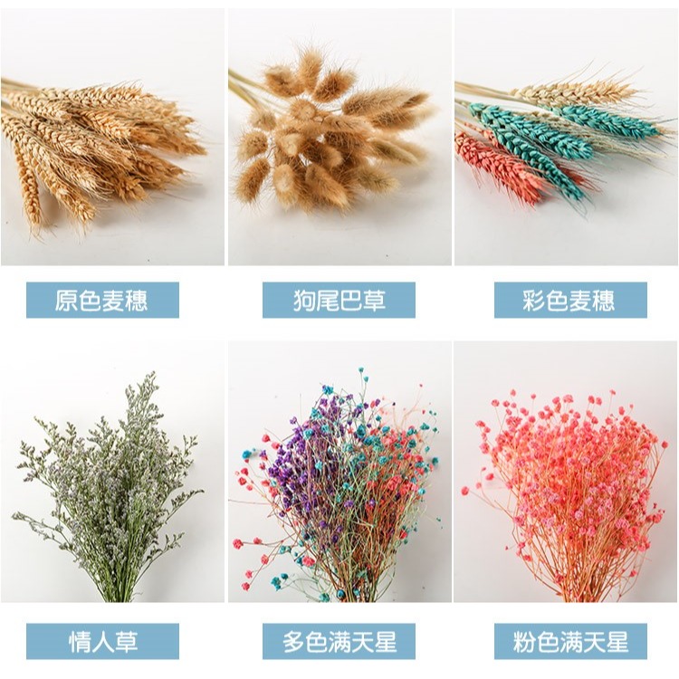 ins網紅天然乾花花束棉花滿天星永生花真花束小清新家居客廳裝飾-細節圖9