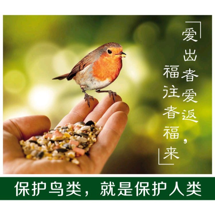 美國康奈爾水果喂鳥器bird feeder鳥類補充營養庭院裝飾喜納-細節圖7