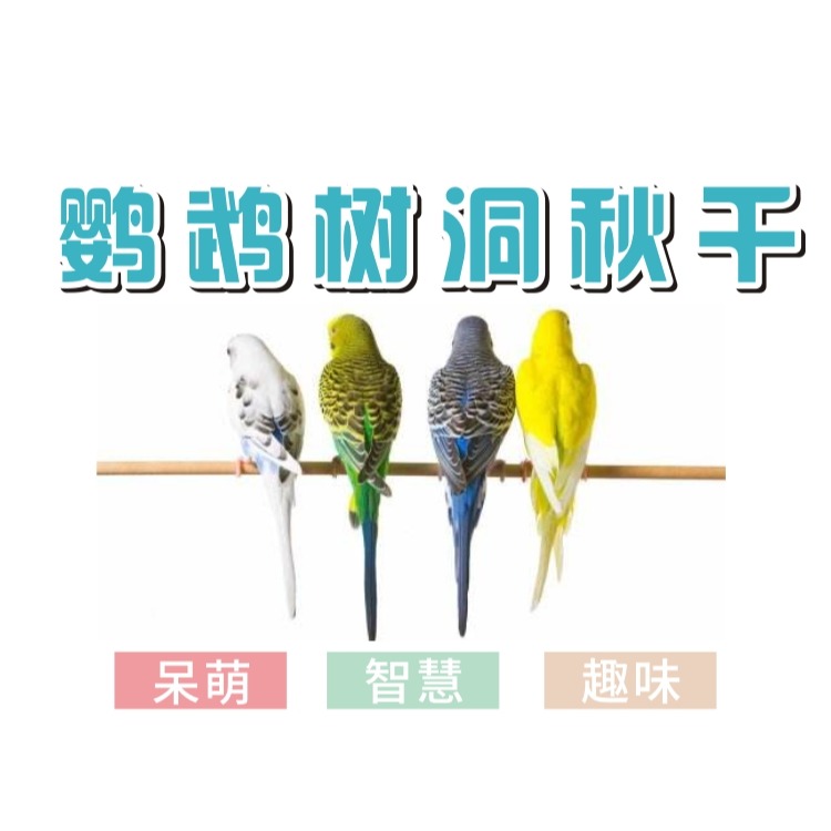 鸚鵡隧道鞦韆鳥窩天然樹洞睡房啃咬小鳥玩具木屋蜜袋鼯窩鞦韆吊窩-細節圖8