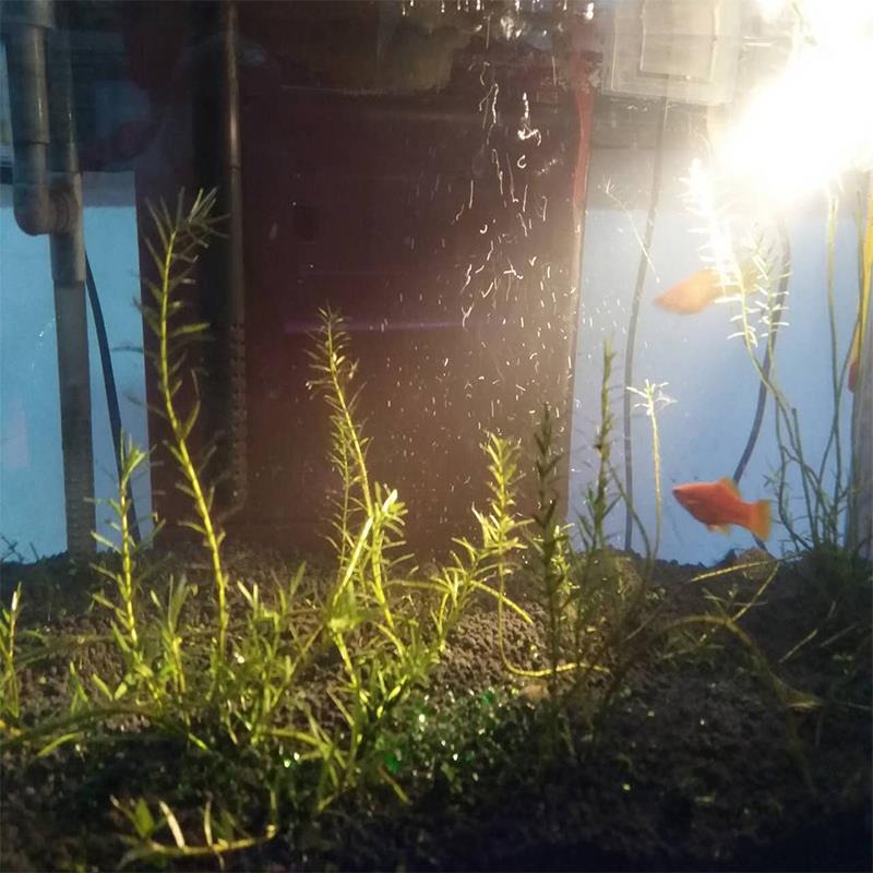 魚缸燈照明燈射燈水族燈led潛水燈小夜燈防水裝飾七彩變色水草燈-細節圖5
