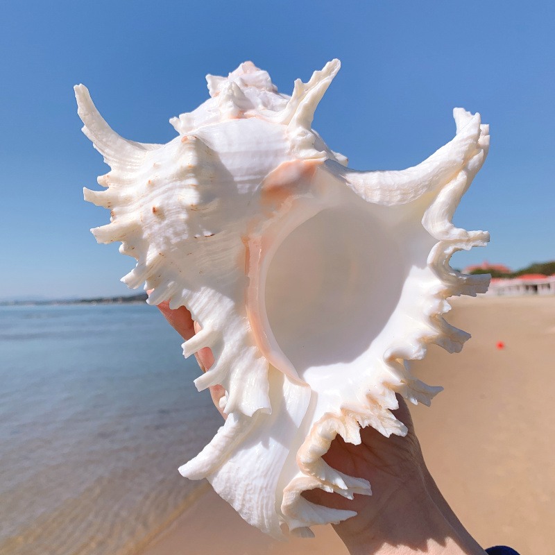 超大千手螺特大菊花螺天然海螺貝殼魚缸裝飾品造景地中海風格擺件-細節圖2