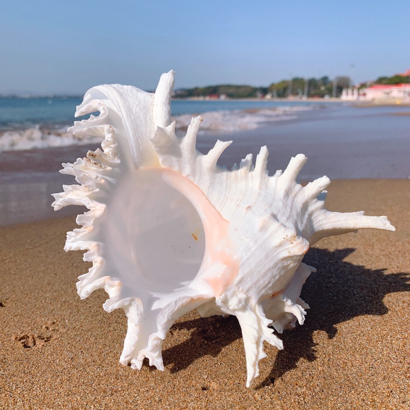 超大千手螺特大菊花螺天然海螺貝殼魚缸裝飾品造景地中海風格擺件-細節圖4