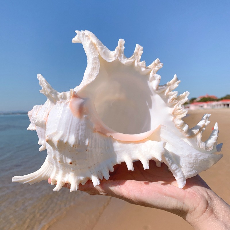 超大千手螺特大菊花螺天然海螺貝殼魚缸裝飾品造景地中海風格擺件-細節圖5