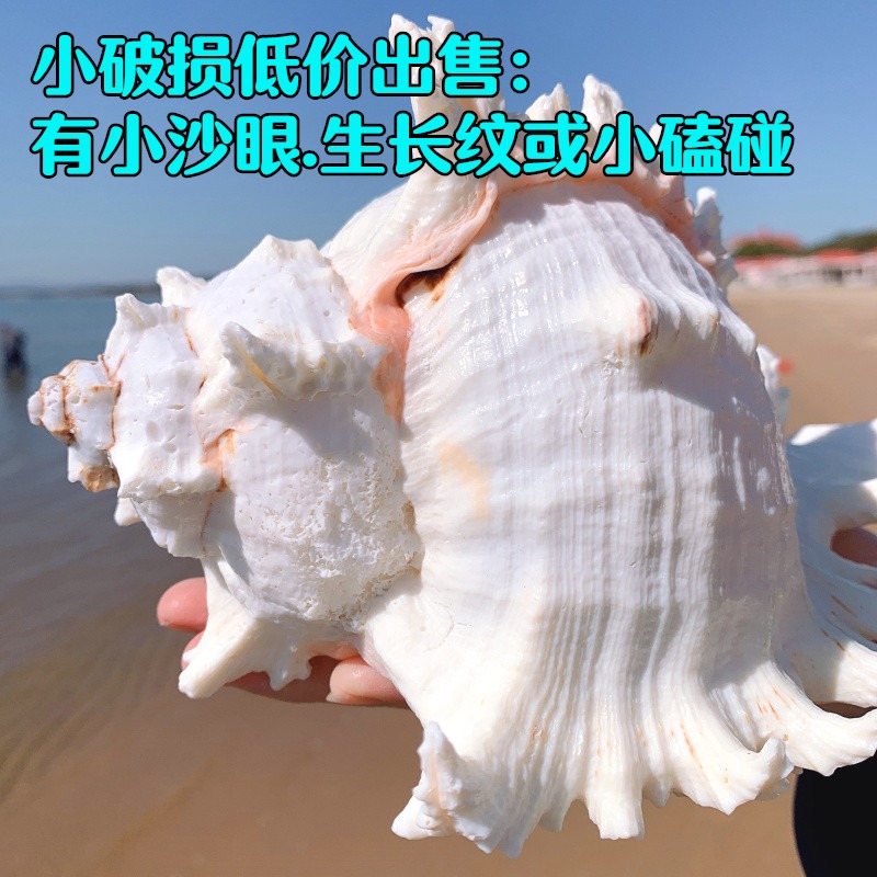 超大千手螺特大菊花螺天然海螺貝殼魚缸裝飾品造景地中海風格擺件-細節圖6