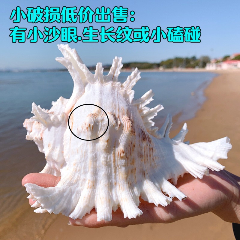 超大千手螺特大菊花螺天然海螺貝殼魚缸裝飾品造景地中海風格擺件-細節圖7
