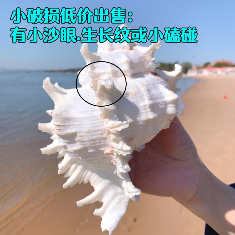 超大千手螺特大菊花螺天然海螺貝殼魚缸裝飾品造景地中海風格擺件-細節圖8