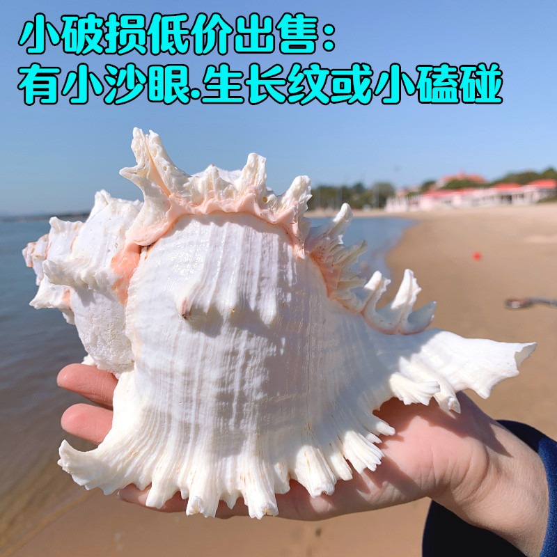 超大千手螺特大菊花螺天然海螺貝殼魚缸裝飾品造景地中海風格擺件-細節圖9
