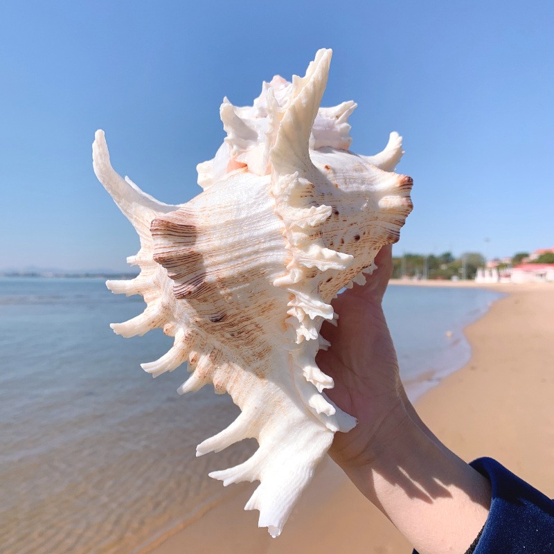 超大千手螺特大菊花螺天然海螺貝殼魚缸裝飾品造景地中海風格擺件-細節圖10