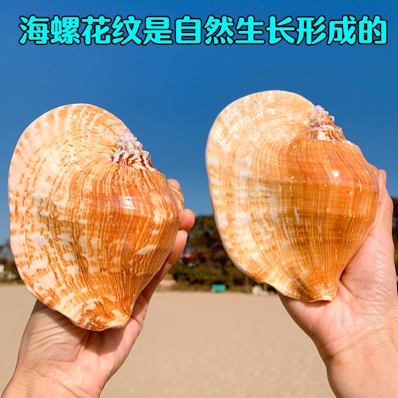 天然超大海螺貝殼 大耳螺居家裝飾品多肉花盆家居地中海創意擺件-細節圖4