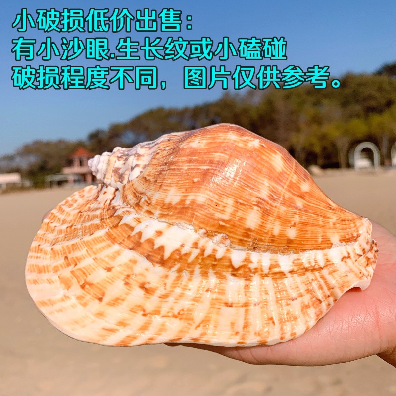 天然超大海螺貝殼 大耳螺居家裝飾品多肉花盆家居地中海創意擺件-細節圖9