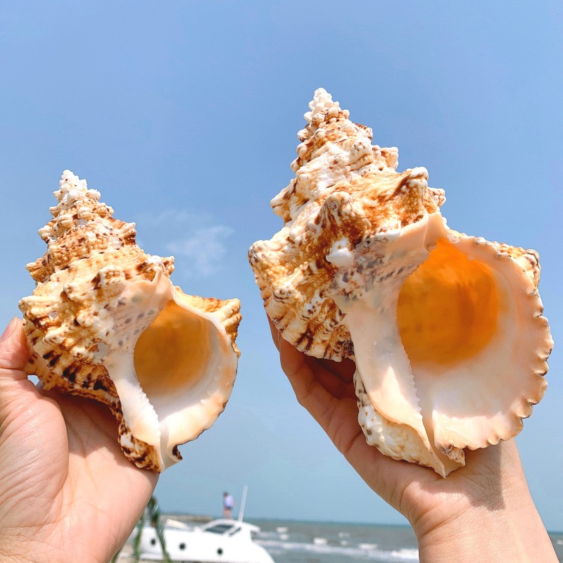 特大海螺超大石號螺天然貝殼大海螺魚缸造景水族裝飾地中海擺件-細節圖2