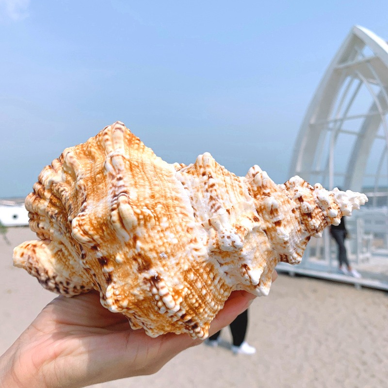 特大海螺超大石號螺天然貝殼大海螺魚缸造景水族裝飾地中海擺件-細節圖3