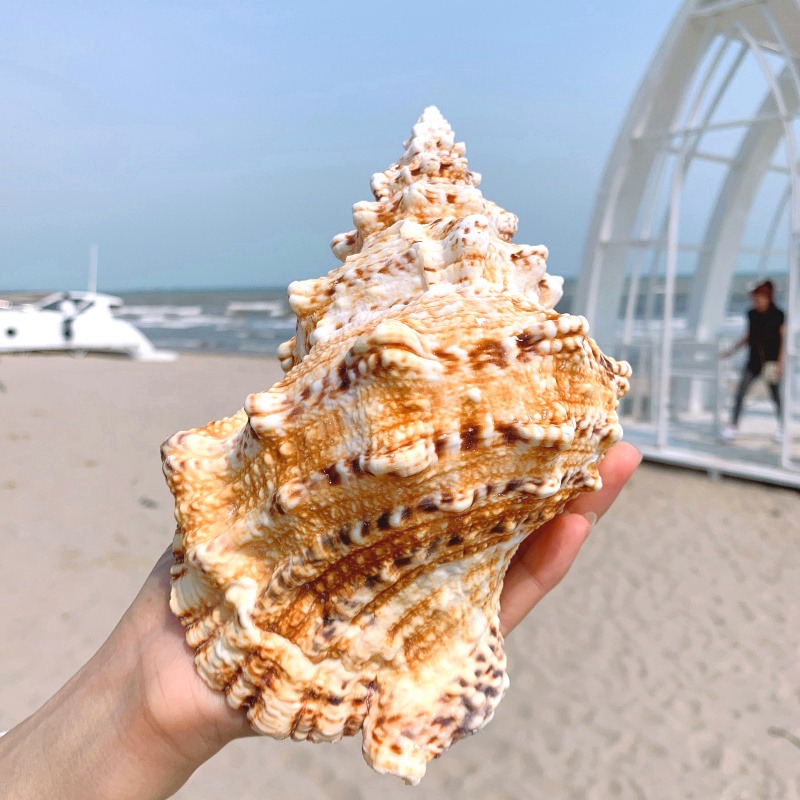 特大海螺超大石號螺天然貝殼大海螺魚缸造景水族裝飾地中海擺件-細節圖4