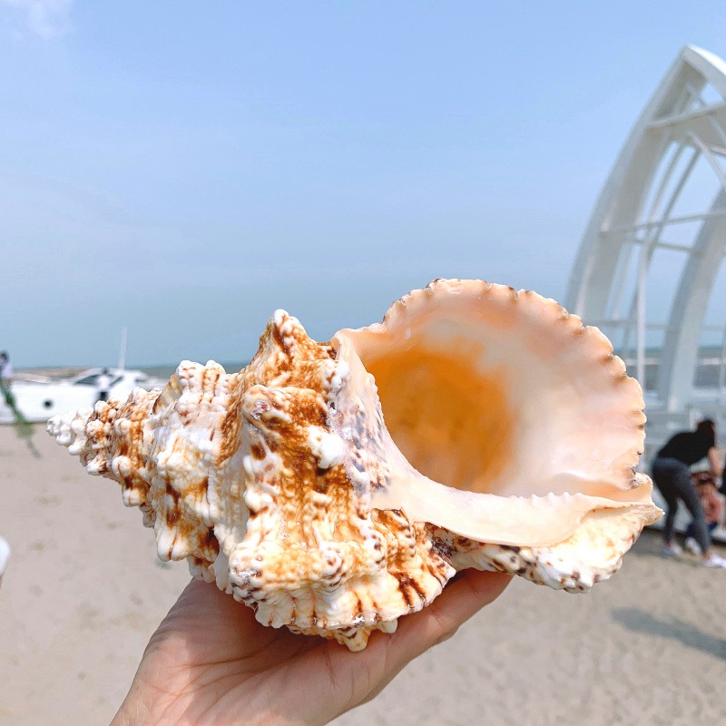 特大海螺超大石號螺天然貝殼大海螺魚缸造景水族裝飾地中海擺件-細節圖5