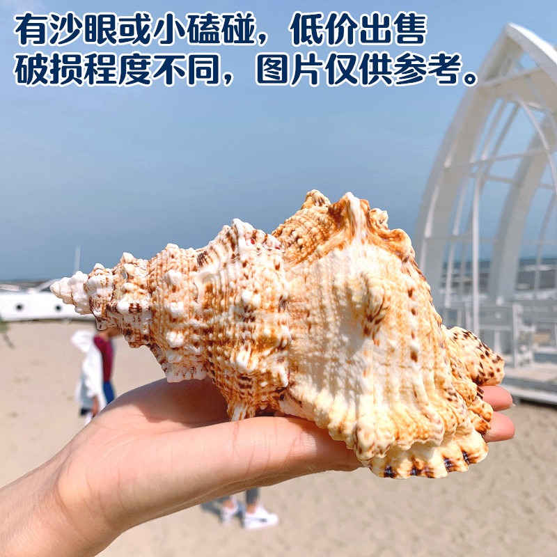特大海螺超大石號螺天然貝殼大海螺魚缸造景水族裝飾地中海擺件-細節圖6