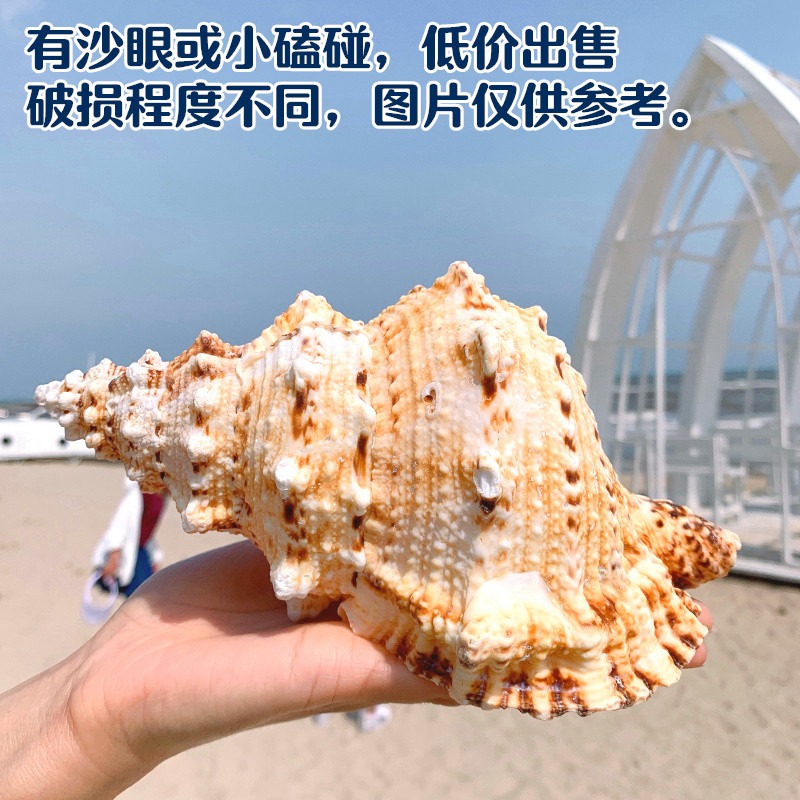 特大海螺超大石號螺天然貝殼大海螺魚缸造景水族裝飾地中海擺件-細節圖7