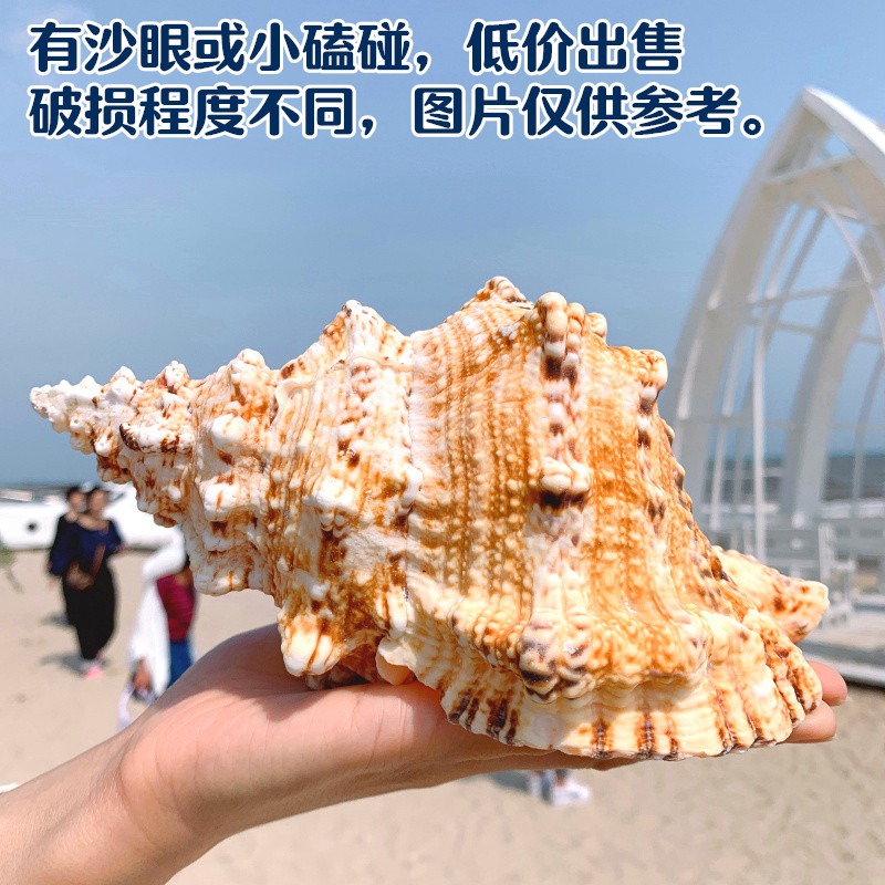 特大海螺超大石號螺天然貝殼大海螺魚缸造景水族裝飾地中海擺件-細節圖8