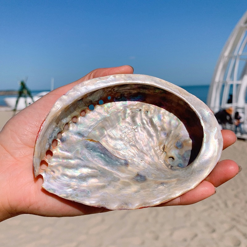 天然貝殼海螺鮑魚殼魚缸造景水族箱裝飾品拍攝道具地中海風格擺件-細節圖3