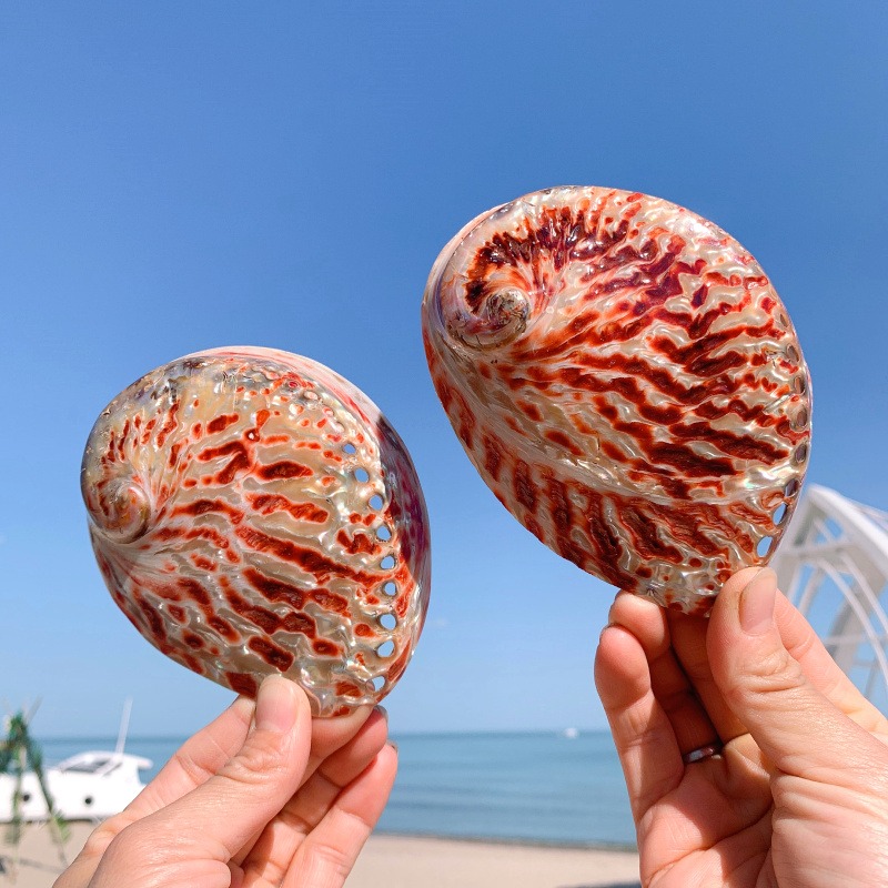 天然貝殼海螺鮑魚殼魚缸造景水族箱裝飾品拍攝道具地中海風格擺件-細節圖4
