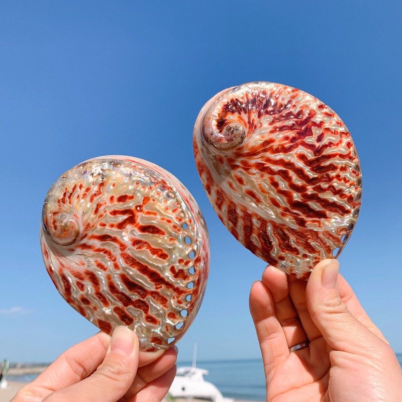 天然貝殼海螺鮑魚殼魚缸造景水族箱裝飾品拍攝道具地中海風格擺件-細節圖5