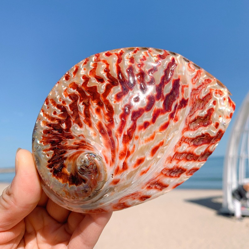 天然貝殼海螺鮑魚殼魚缸造景水族箱裝飾品拍攝道具地中海風格擺件-細節圖6