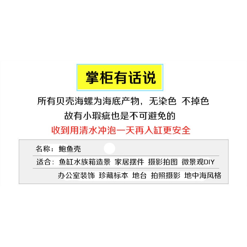 天然貝殼海螺鮑魚殼魚缸造景水族箱裝飾品拍攝道具地中海風格擺件-細節圖10