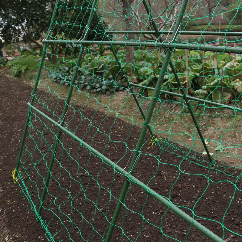黃瓜豆角爬藤架菜地支撐桿架蔬菜包塑鋼鐵管掛架花園種菜攀爬架-細節圖2