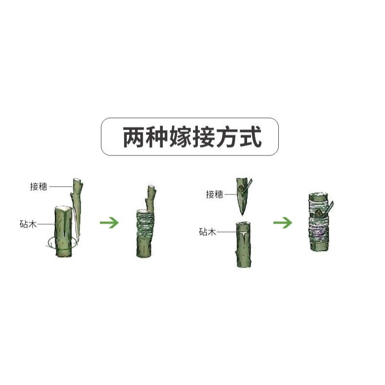 嫁接專用膜嫁接綁帶果樹苗木包紮帶無需打結自粘性纏繞包裝自粘膜-細節圖10