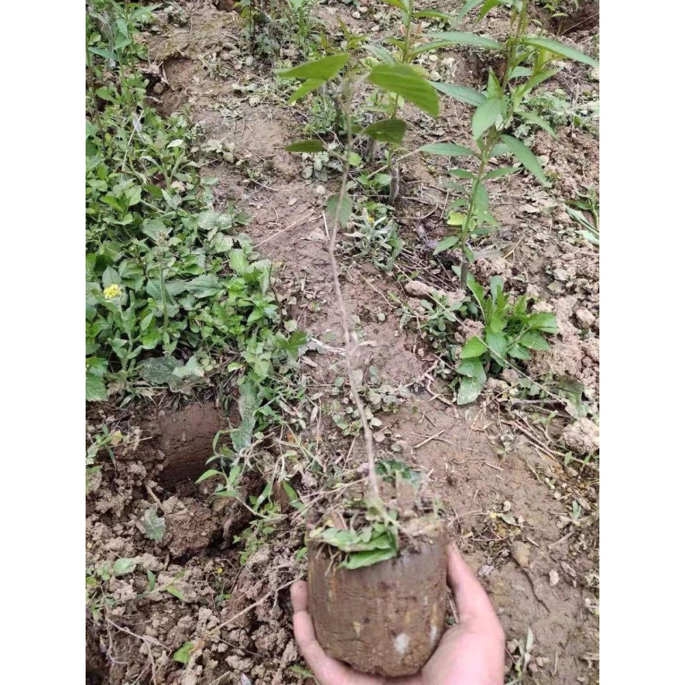 不銹鋼移苗器移栽器大腳蹬舒適加密焊接補玉米苗耕種機械 618大促-細節圖7