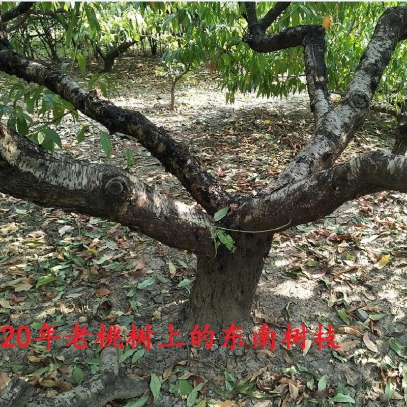 桃木樹枝 桃木掛件原木 嬰兒孕婦驚嚇夜晚啼哭隨身攜帶東南桃木棍-細節圖4