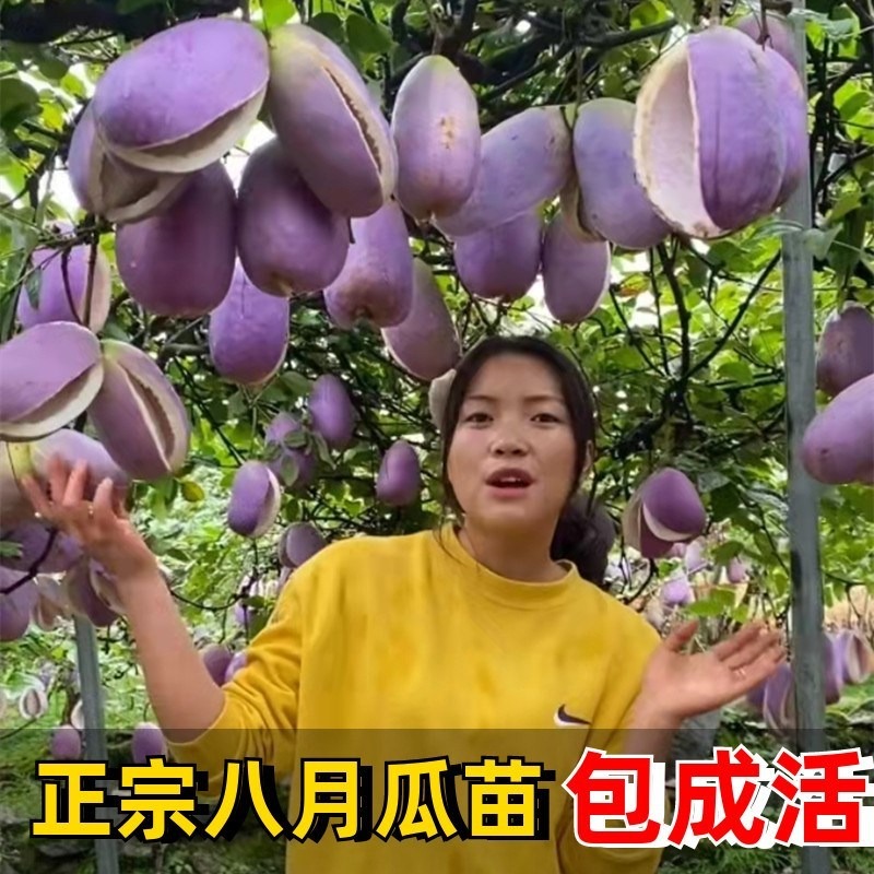 八月瓜樹苗 當年結果八月炸南北方種植無籽果樹苗庭院爬藤九月黃-細節圖2