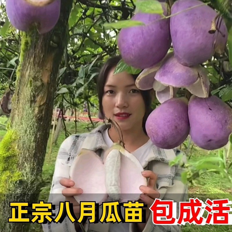 八月瓜樹苗 當年結果八月炸南北方種植無籽果樹苗庭院爬藤九月黃-細節圖3