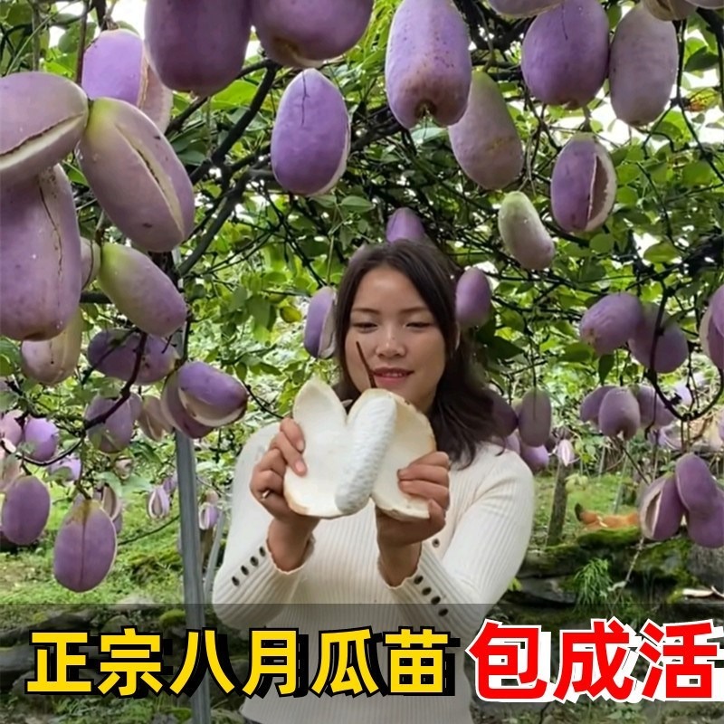 八月瓜樹苗 當年結果八月炸南北方種植無籽果樹苗庭院爬藤九月黃-細節圖4