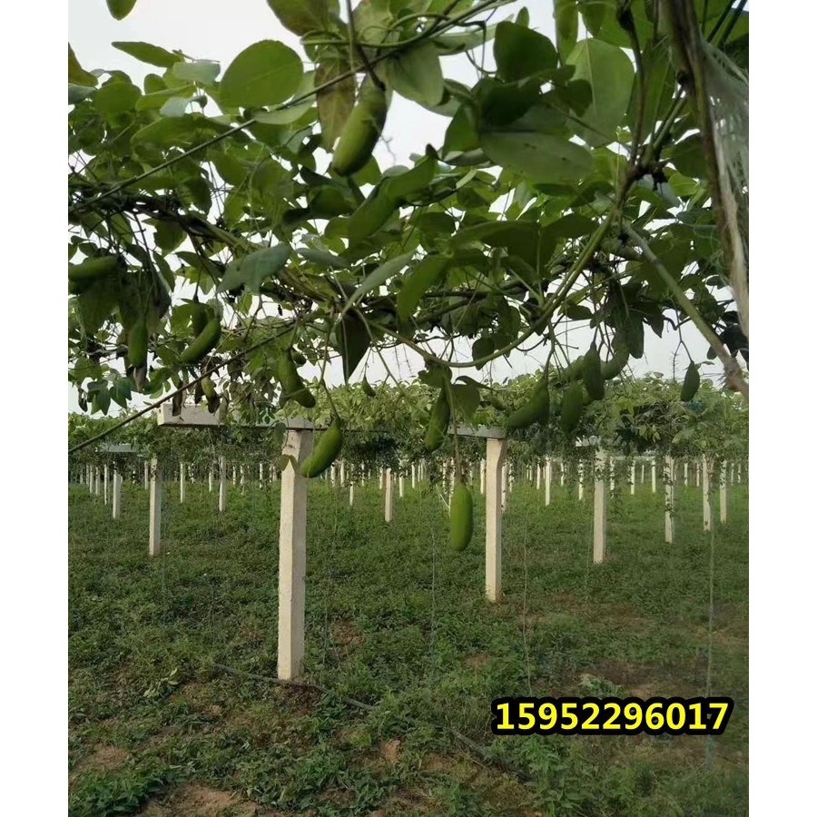 八月瓜樹苗 當年結果八月炸南北方種植無籽果樹苗庭院爬藤九月黃-細節圖7