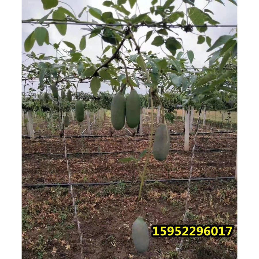 八月瓜樹苗 當年結果八月炸南北方種植無籽果樹苗庭院爬藤九月黃-細節圖8