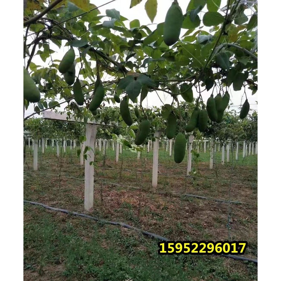 八月瓜樹苗 當年結果八月炸南北方種植無籽果樹苗庭院爬藤九月黃-細節圖9