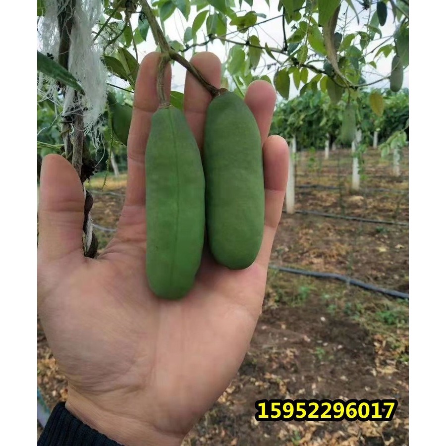 八月瓜樹苗 當年結果八月炸南北方種植無籽果樹苗庭院爬藤九月黃-細節圖10