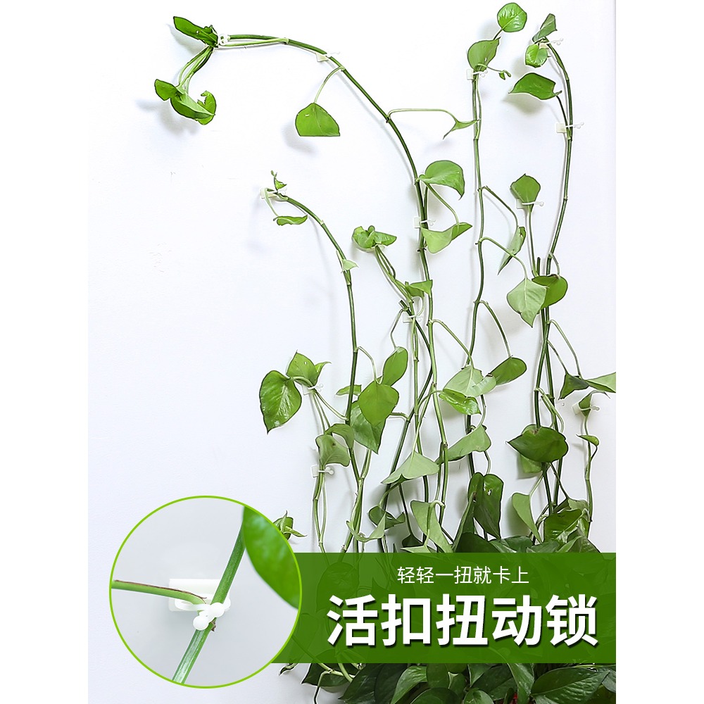 綠蘿固定器爬藤植物家用爬墻爬上墻神器掛鉤墻壁固定扣吸盤綠蘿夾-細節圖2