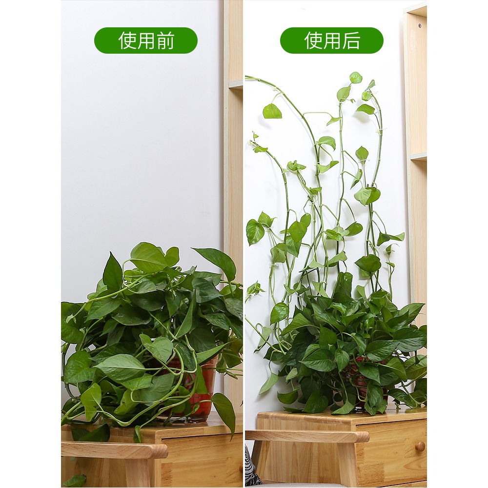 綠蘿固定器爬藤植物家用爬墻爬上墻神器掛鉤墻壁固定扣吸盤綠蘿夾-細節圖3