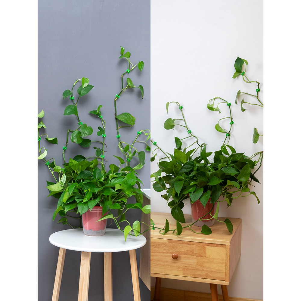 綠蘿固定器爬藤植物家用爬墻爬上墻神器掛鉤墻壁固定扣吸盤綠蘿夾-細節圖4