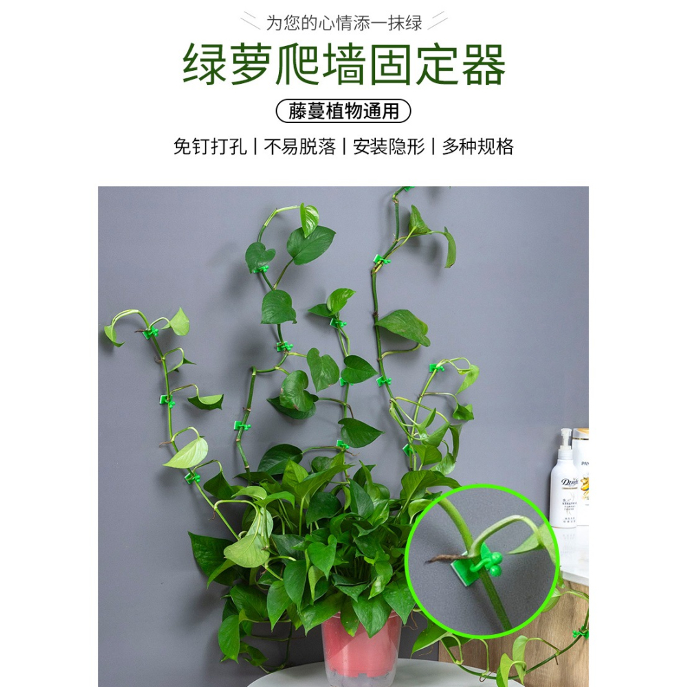 綠蘿固定器爬藤植物家用爬墻爬上墻神器掛鉤墻壁固定扣吸盤綠蘿夾-細節圖8