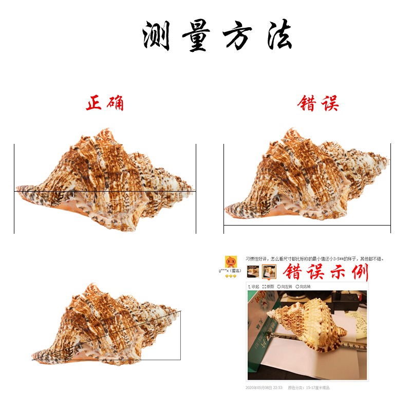 天然真海螺貝殼擺件工藝品魚缸造景海的聲音特大號角可吹玩具深海-細節圖4