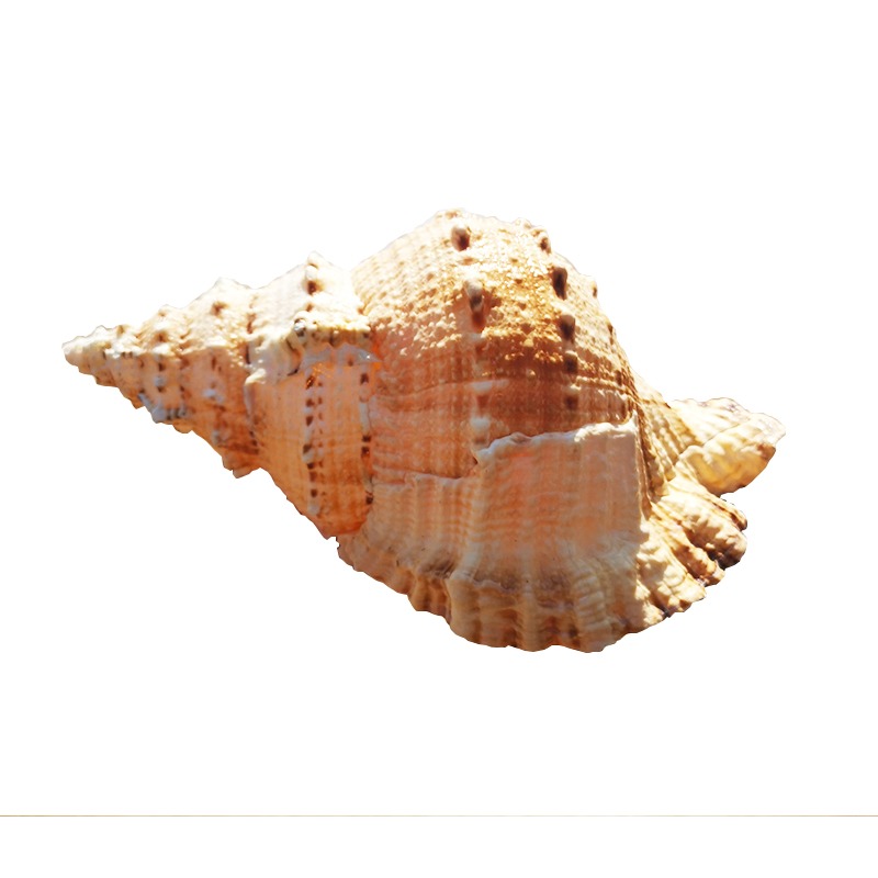 天然真海螺貝殼擺件工藝品魚缸造景海的聲音特大號角可吹玩具深海-細節圖5