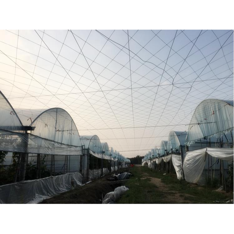 百香果搭架專用爬藤網種植豆角豆類瓜果園藝用品棚架網10斤包郵-細節圖3