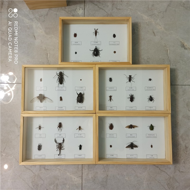 蝴蝶昆蟲標本廠家定製展示相框真蝴蝶裝飾畫展覽科普工藝擺件-細節圖4