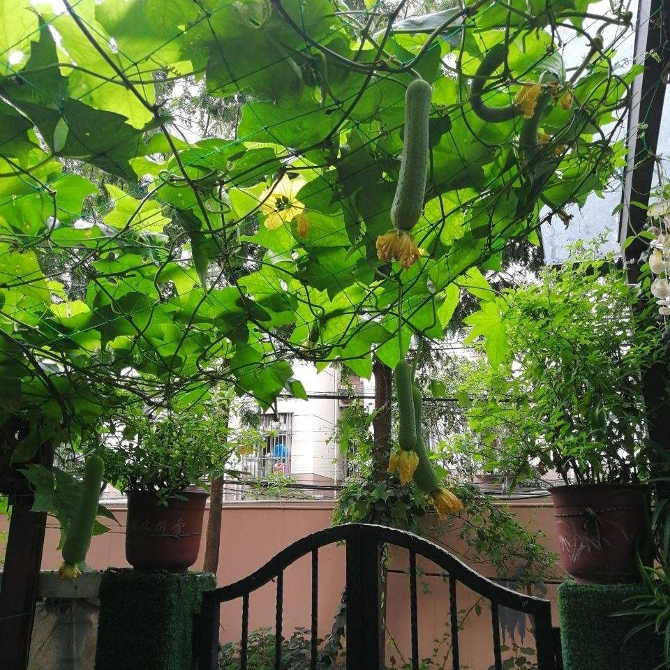 2021新款新款 2021網加粗瓜果蔬菜種植爬藤網花卉藤蔓攀援網園藝-細節圖2