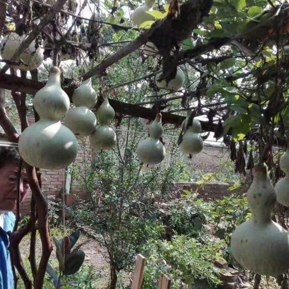 2021新款新款 2021網加粗瓜果蔬菜種植爬藤網花卉藤蔓攀援網園藝-細節圖3